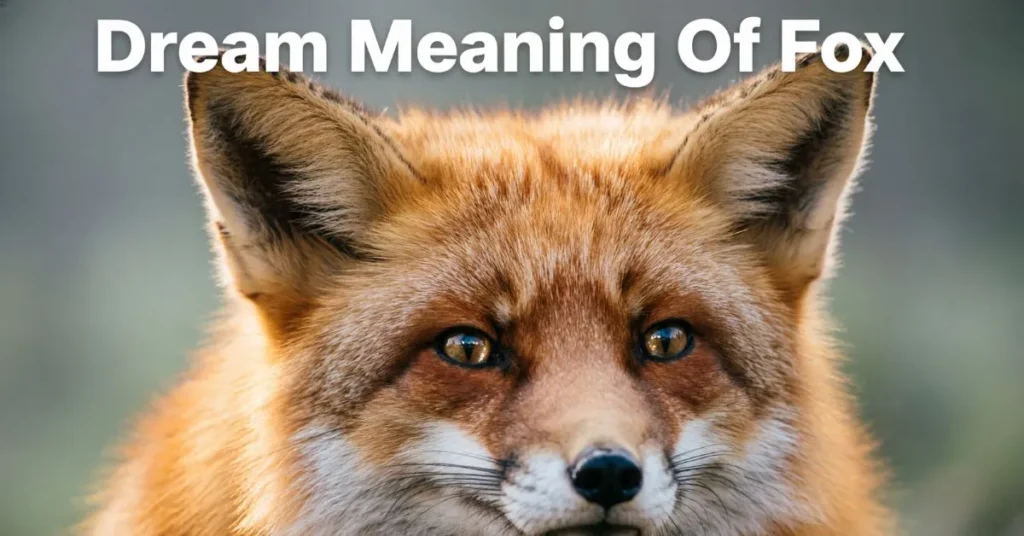 Dream Meaning Of Fox